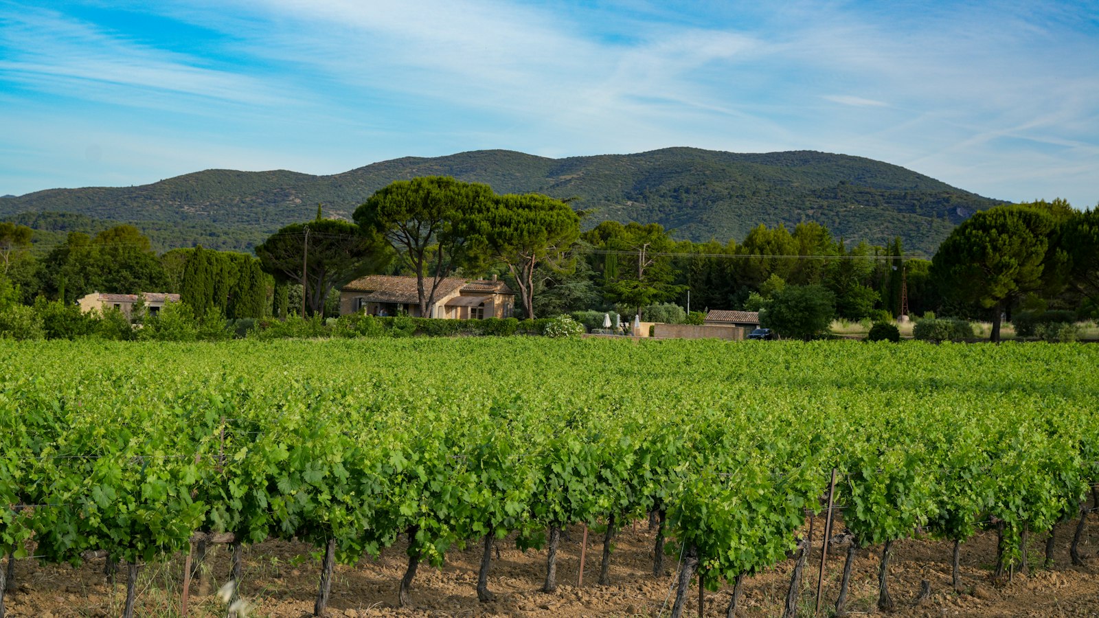 Vignoble en Provence